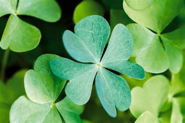A Musical Journey Beyond The Four-Leaf Clover