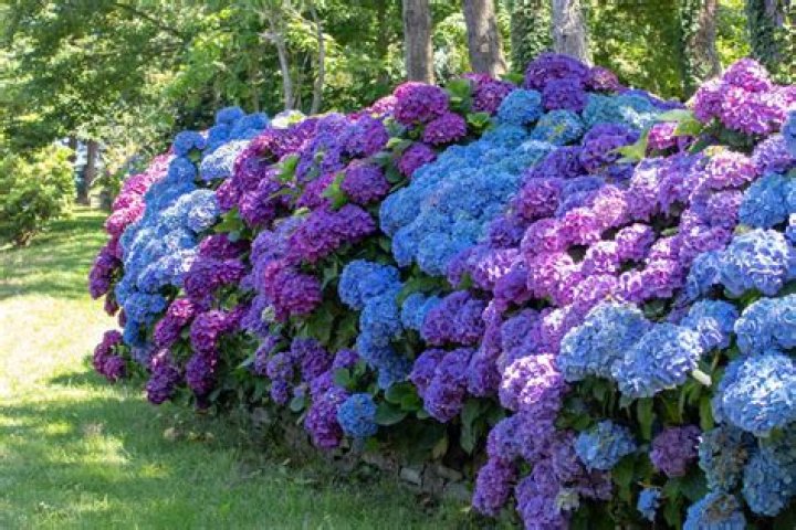Discover The Witty World Of Hydrangea Puns