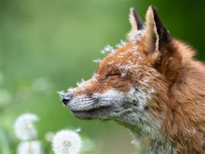 Inspiring Nature Photography And Conservation