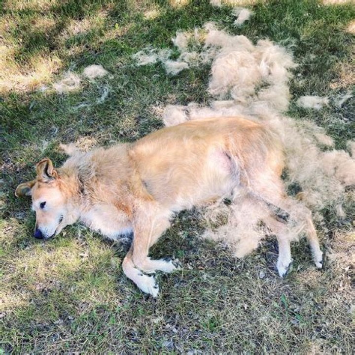 Unleash The Power Of Dog Deshedding: Discoveries And Insights