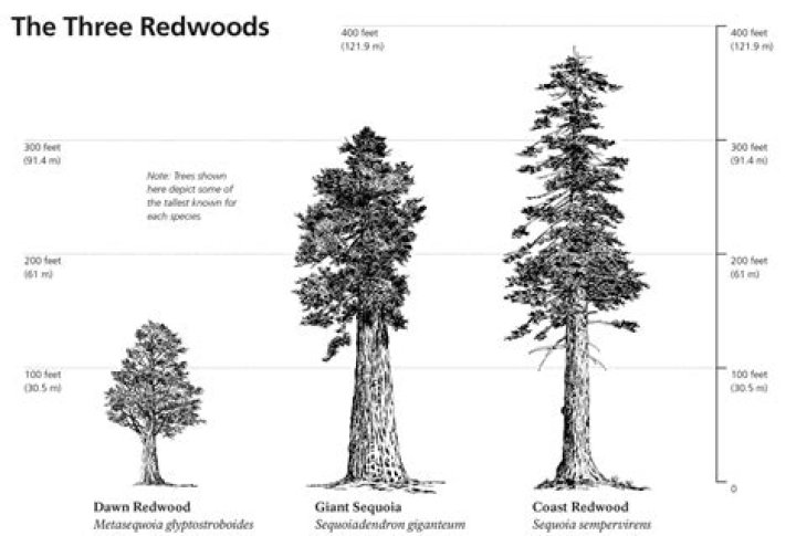 Unveiling The Secrets Of Carter Redwood Height: Discoveries And Insights